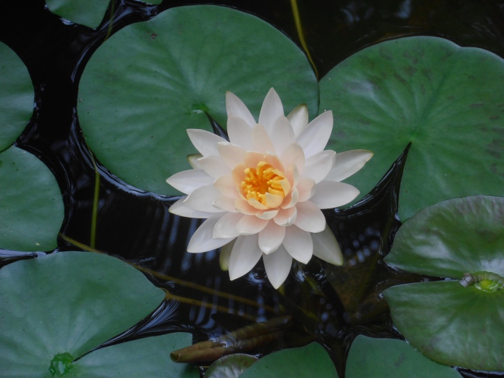 Water Lily in our pond